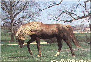 Mustang